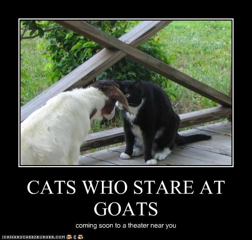 funny-pictures-cat-stares-at-goat.jpg