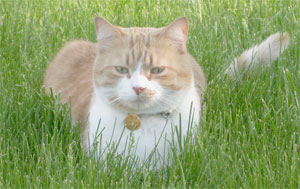 Jordi in the Grass