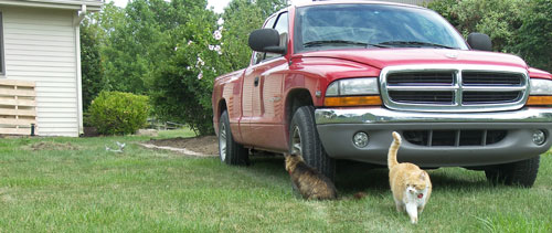 cats_truck_500.jpg