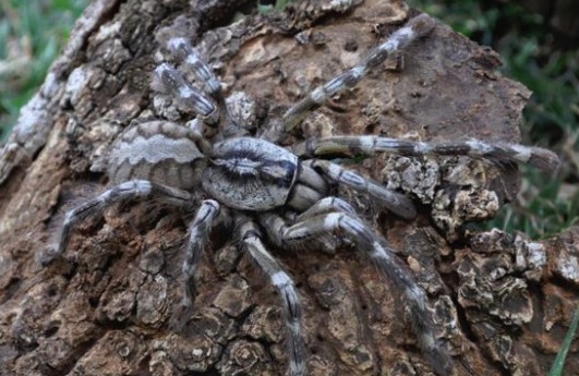 sri-lanka-tarantula